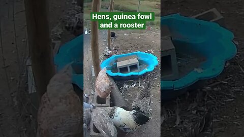 Farm surveillance. Dinner time
