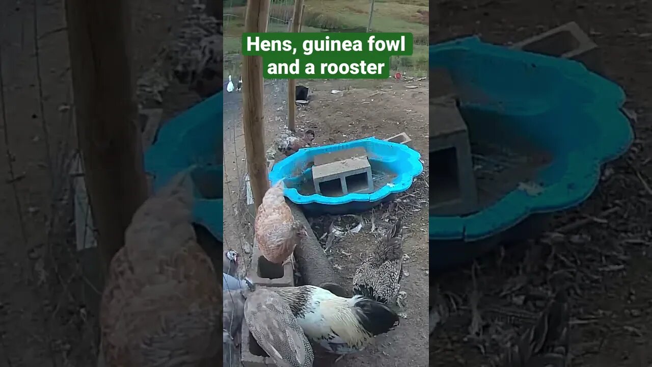 Farm surveillance. Dinner time