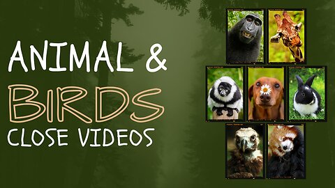 Animal and Birds Close up Videos by Rehan Khan ll Forest birds Videos llRehan Khan Edits ll