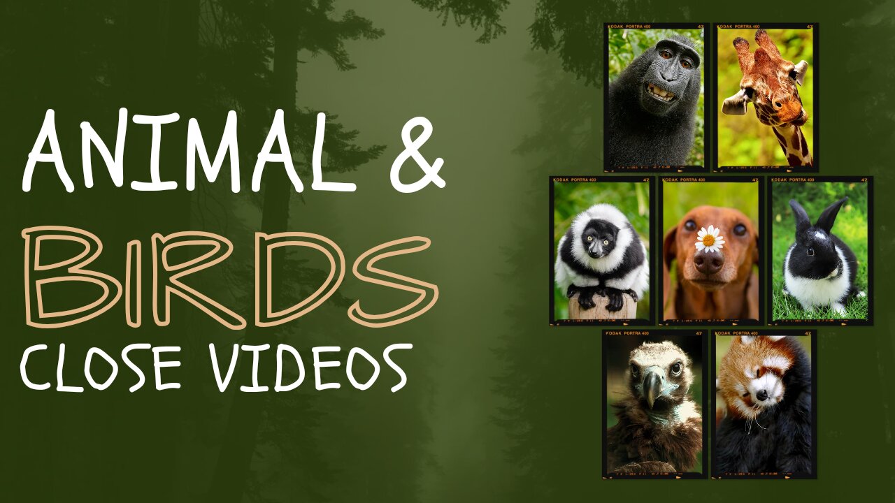 Animal and Birds Close up Videos by Rehan Khan ll Forest birds Videos llRehan Khan Edits ll