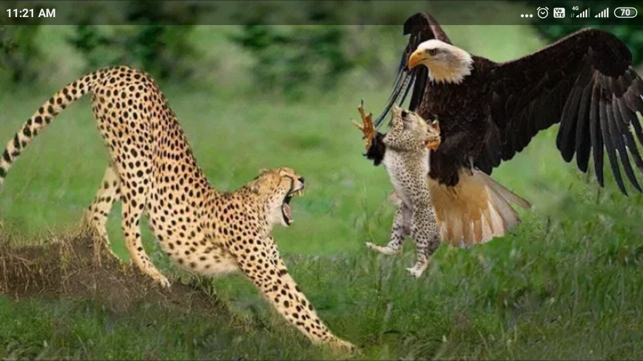 Big Mistake Eagle Provoked Baby Leopard And The Unexpected | Mother Leopard Fail To Save Her Baby