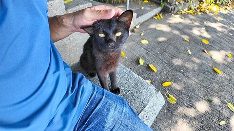 I was petting a black cat sleeping on the road by the sea and it started to get attached to me