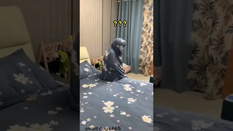 WHY.ARE.YOU.SO.CUTE??? #Puppy #Dogs #Shorts #Puppyvideo #Shortvideo #dog #doglover #cutedog #puppylo