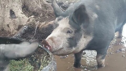 Pig wrestle and fight for breakfast.