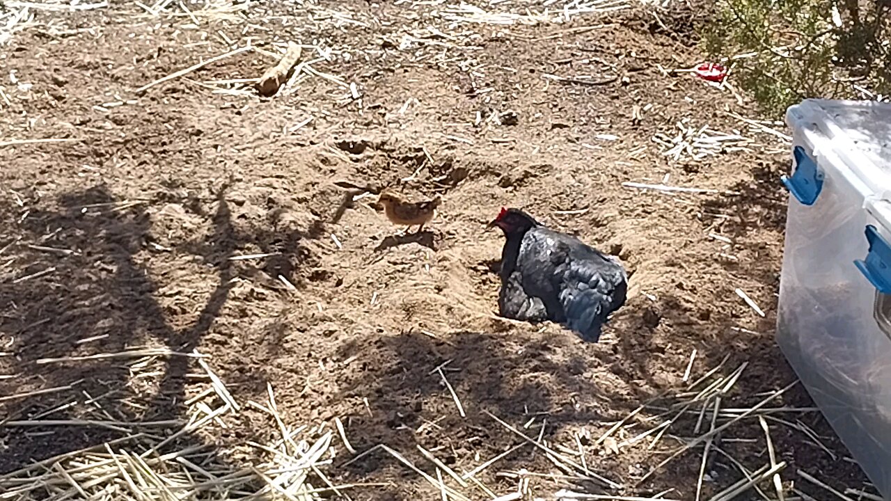 Chicks first dust bath with mom.