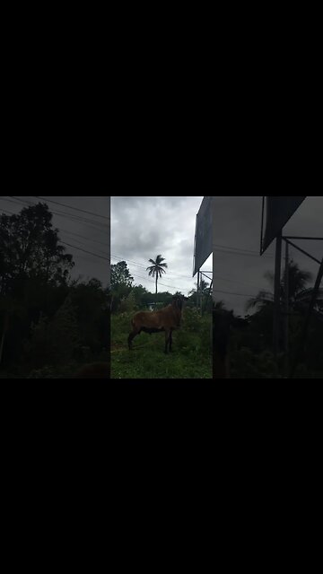 Handsome Lamb Struts His Stuff
