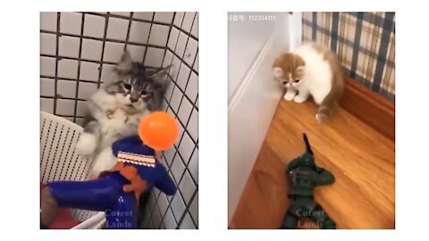 Cats having fun with toys