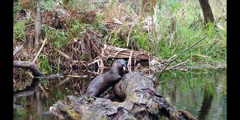 Otter Fans- Full Otter