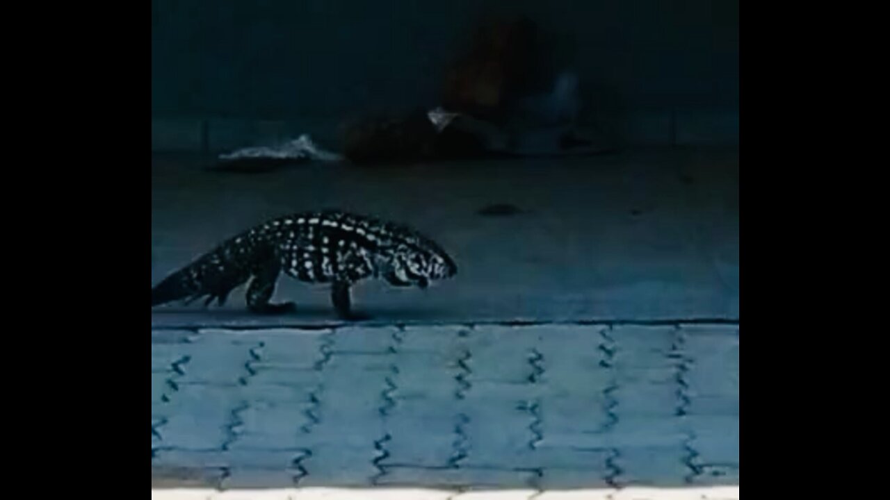 Lagarto passeando na garagem