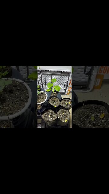 Growing Plants #garden #gardeningtips