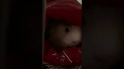Fergus