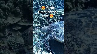 😍 turtle! #shorts #short #youtube #youtuber #sub #subscribe #2023 #turtle #reef #sea #beautiful #omg