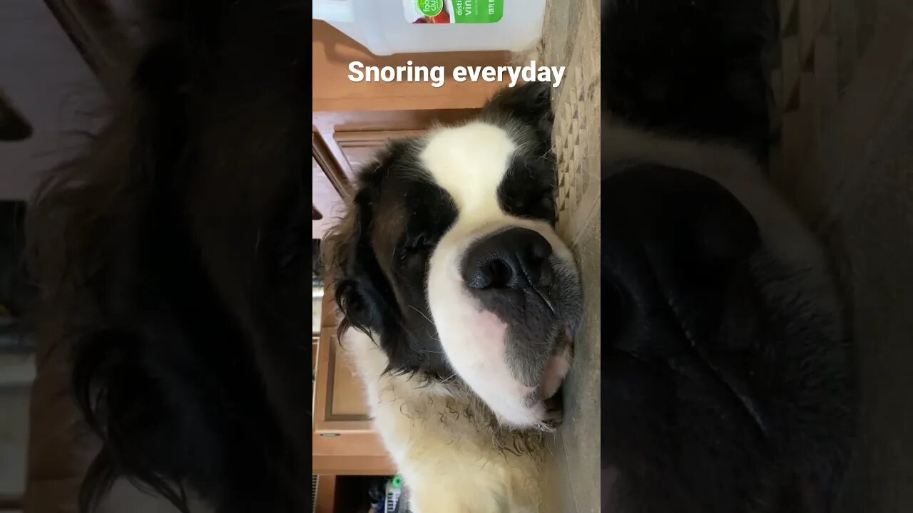 Snoring everyday. #snoring #snoringdogs #dogs #soundon #dog