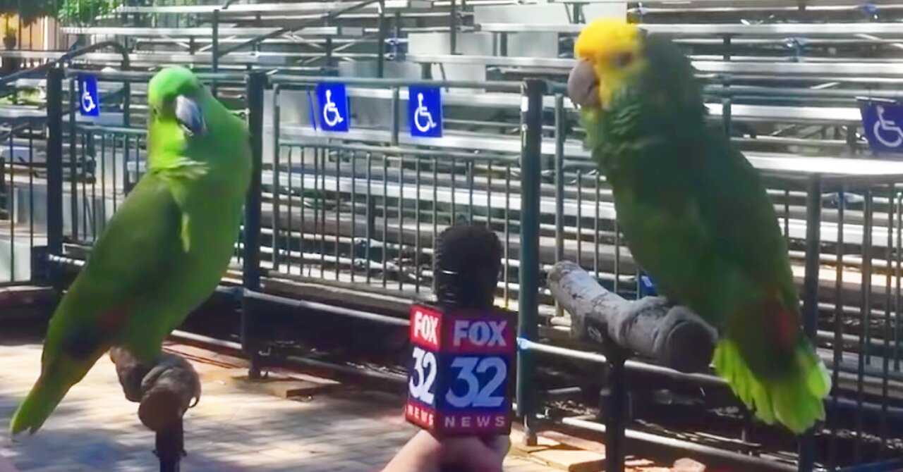 Singing Talking Laughing Funny Smart Clever #Parrots Viral Video Compilations