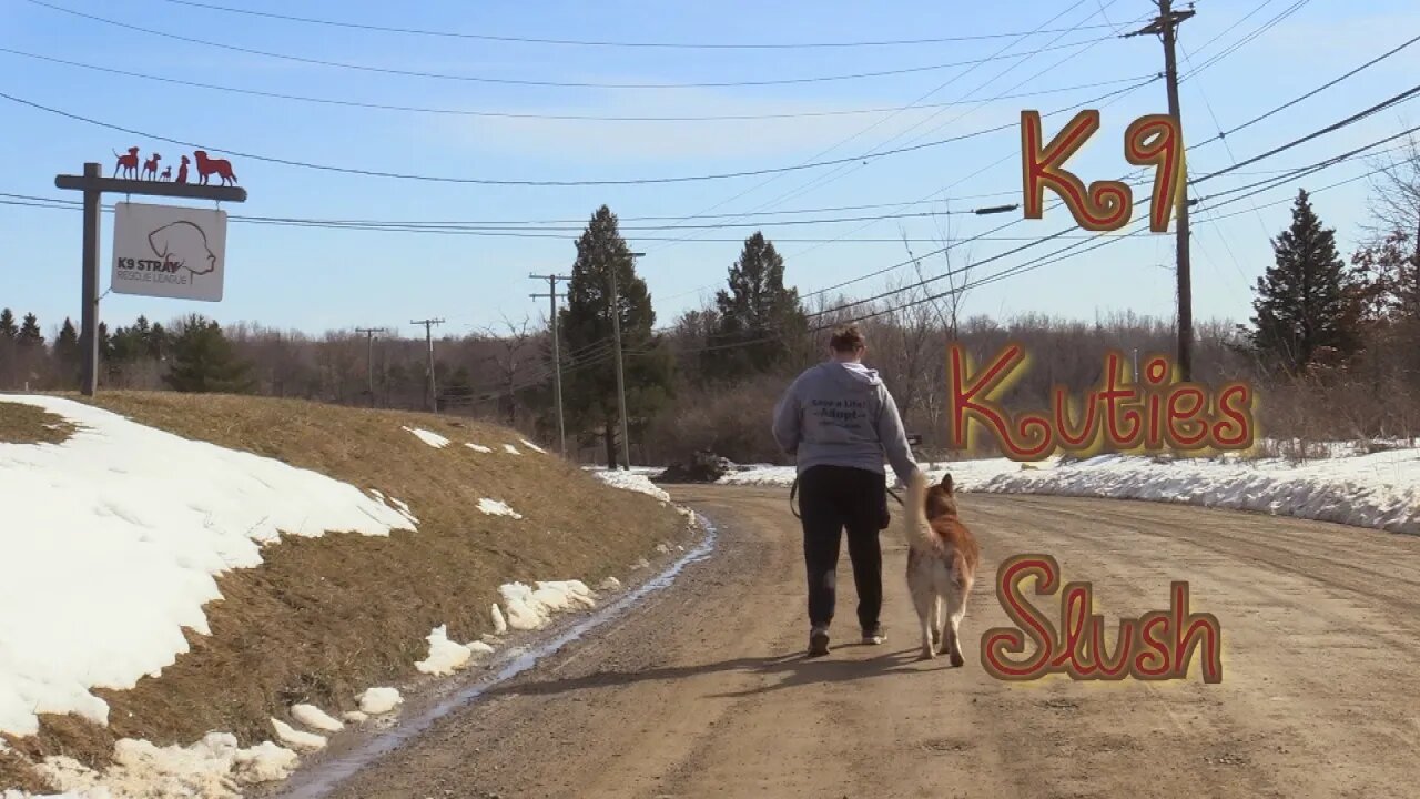 K9 Kuties: Slush