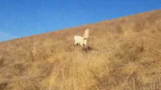 La réaction d'un Husky découvrant de l'herbe sèche