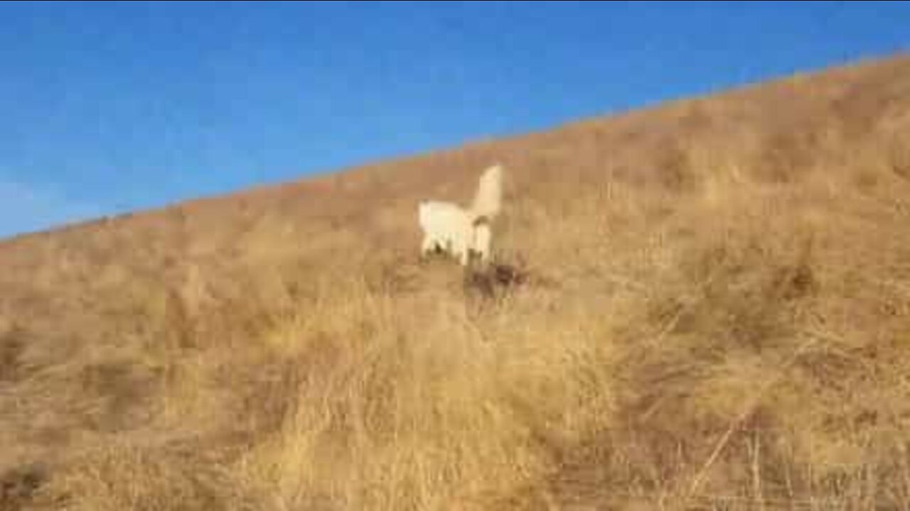 La réaction d'un Husky découvrant de l'herbe sèche