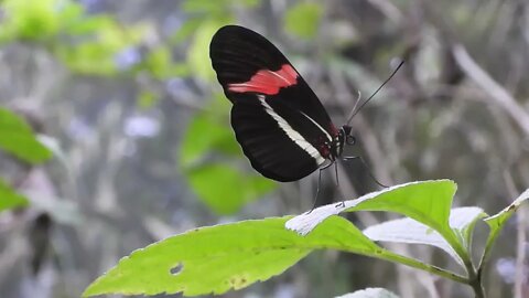 Climate Emergency In The West