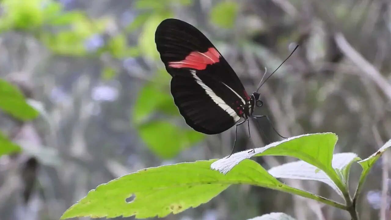 Climate Emergency In The West