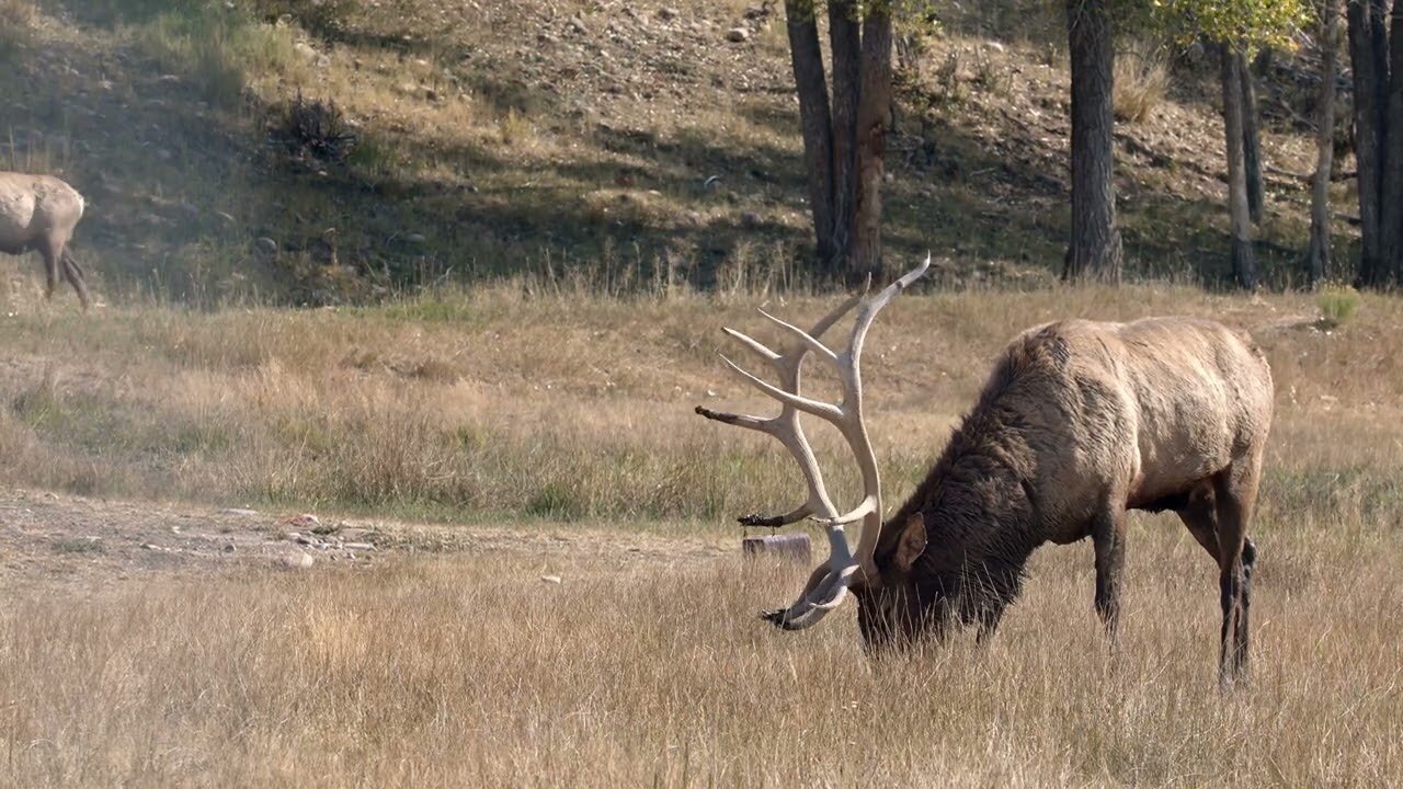 Free Stock Video - Two Bull Elk in grassy field in Wyoming as they graze