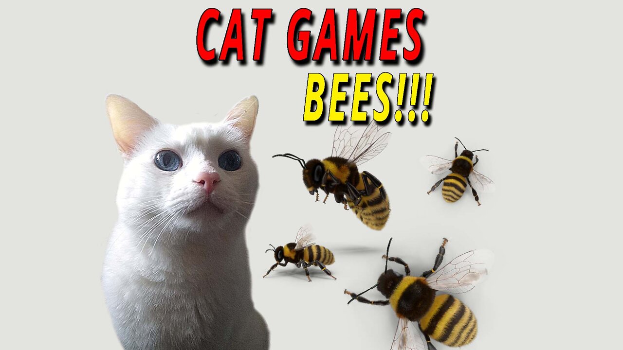 CAT GAMES: BEES!