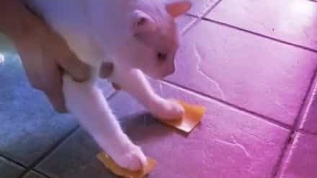 Des post-it sur les pattes, ce chat se dandine étrangement