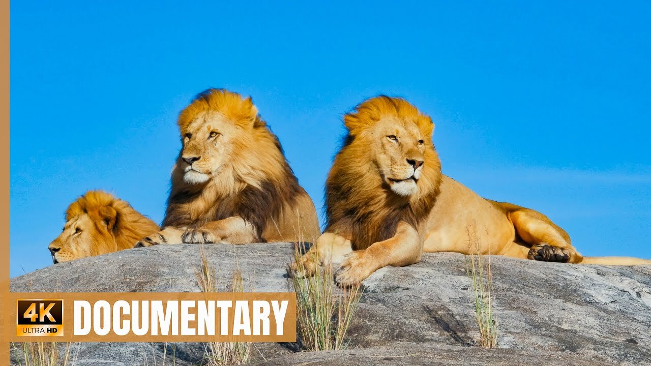 African Wildlife - 4K Documentary - Journey through Africa