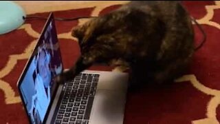 Apoteker har følelsesladet Skype-opkald med sin kat