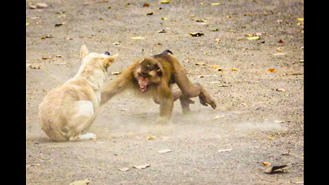 The monkey army attacked the dog alone