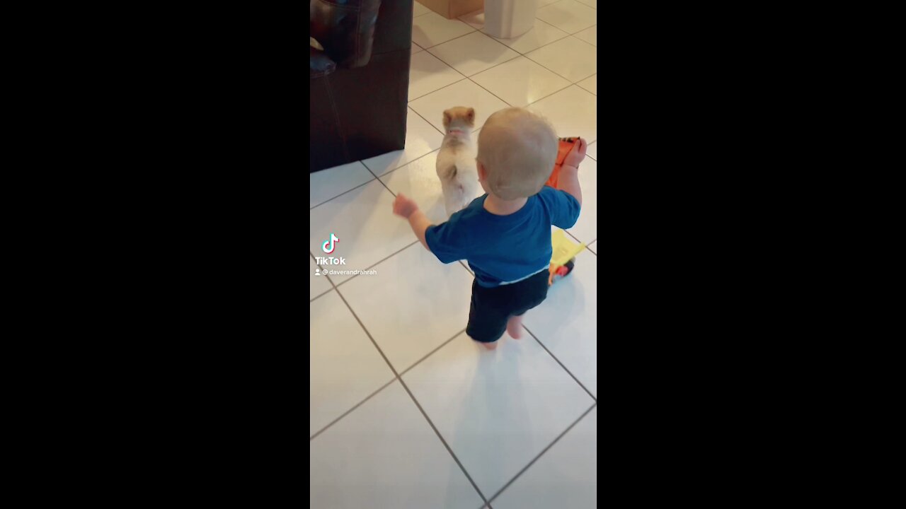 Baby Really Wants His Pomeranian Puppy to Wear Her Costume.