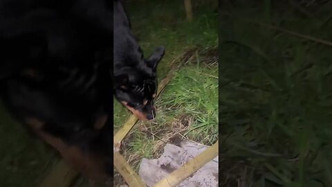 The Most Funniest Dog Ever 😂 (must watch) [4K] #shorts #short #rottweiler #dog #subscribe