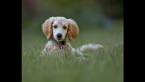 🌹👉How To Train Your Puppy🐕 link hair to description