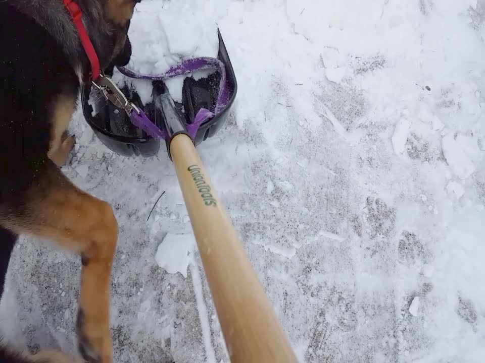 Pup "Helps out" with Shoveling Snow