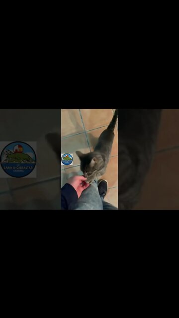 Found my Lost Kitty Trapped in a Garage; He was Crying Out for Me! #shorts