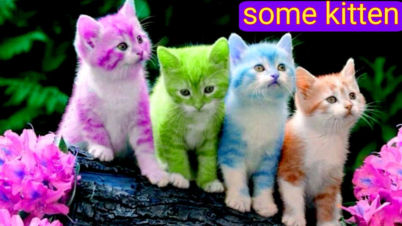 Some tiny kitten | cute pets | cats