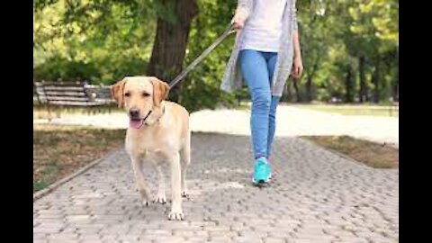 Teach dog to walk nice on the leash | 5 MINUTE DOG TRAINING RESULTS!