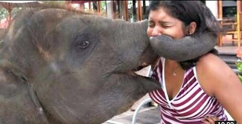 baby elephant causes havoc at home