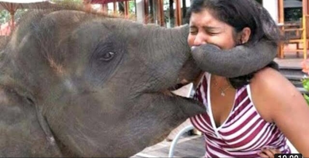 baby elephant causes havoc at home