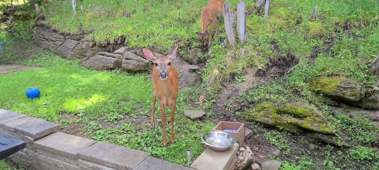 Two young female deer come for a visit