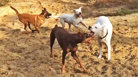 Belgian Malinois Learns How to Play with a Pack of Dogos & Dobermans at Church