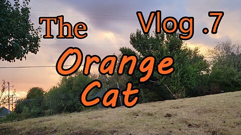 The Orange Cat: Vlog 7 | Wavy Scott Dayz