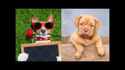 Funny DOG Videos 😂🐶 _ Cute Dog Videos _ Innocent Dogs