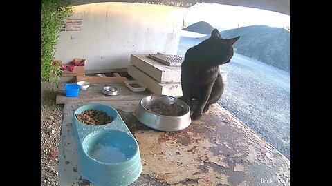 Black cat calls in for a snack