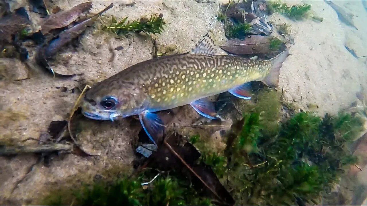 FALL Trout Fishing the Driftless