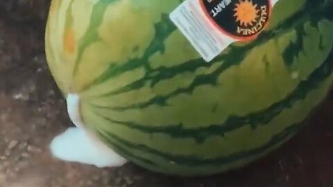 What the hell is going on with Watermelons this year?