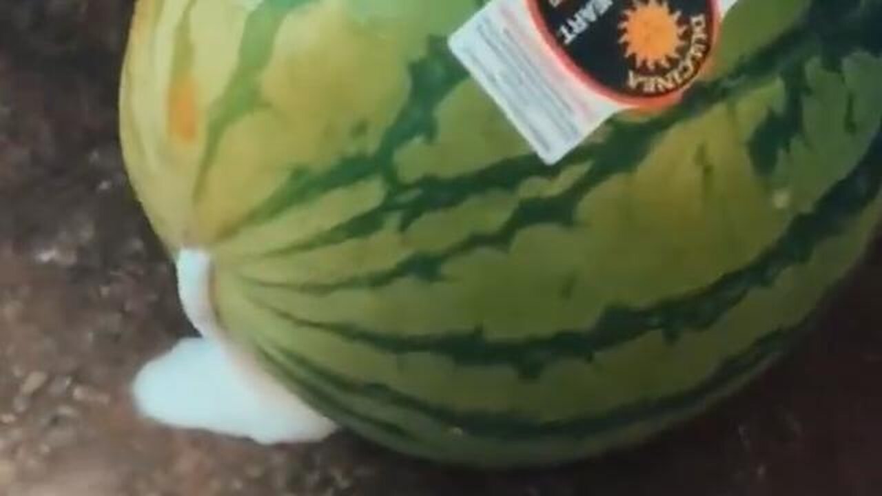 What the hell is going on with Watermelons this year?