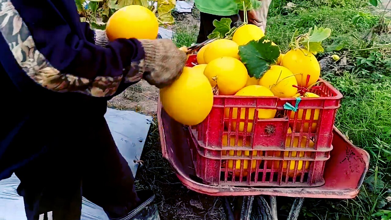 Amazing! Excitement of Picking Golden Melons Directly in the Garden