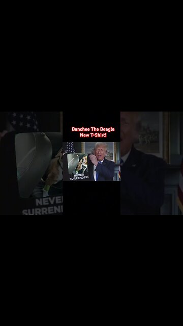 Banchee The Beagle Never Surrender