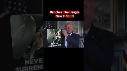 Banchee The Beagle Never Surrender