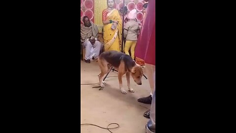 Funny dog Dancer